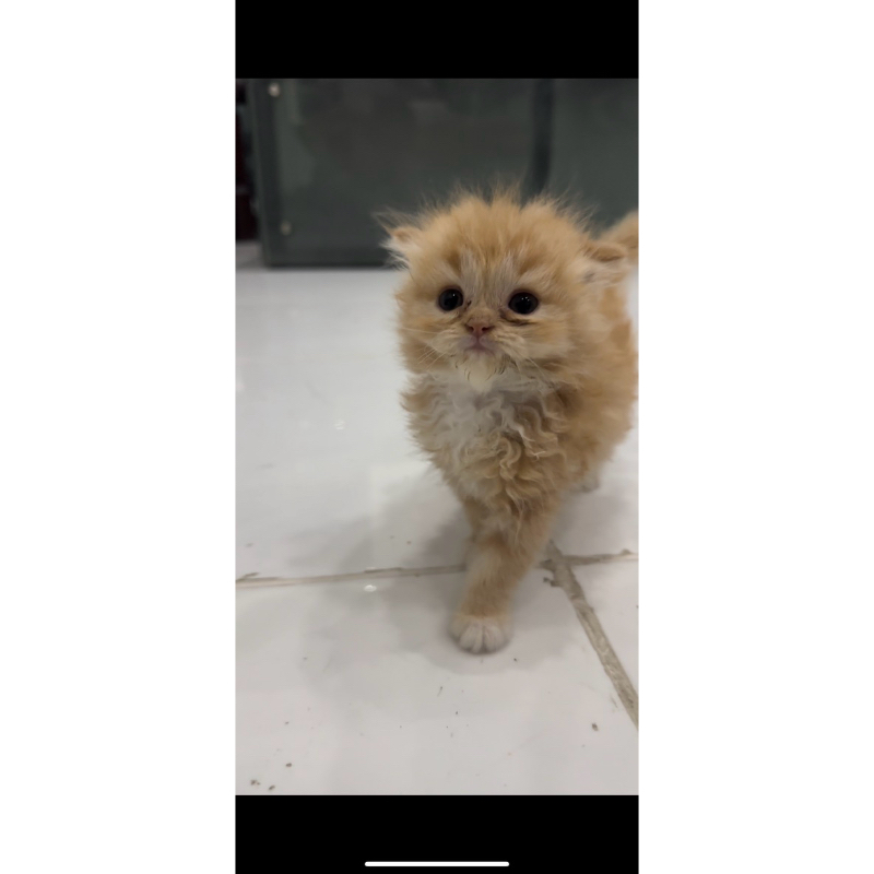 anakan kucing persia anak kucing persia kitten persia murni non mix