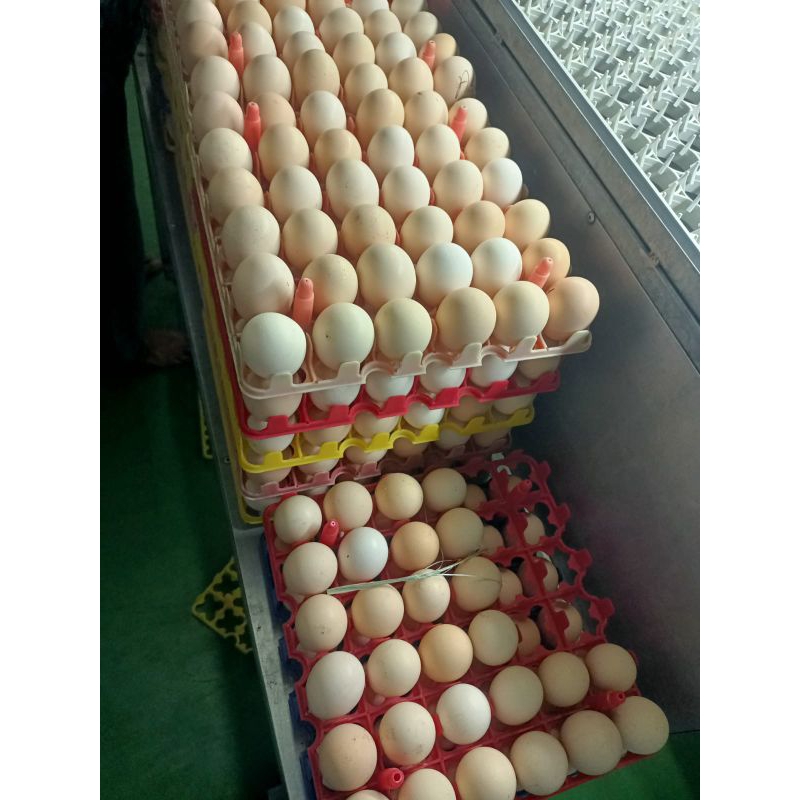 

Telur Ayam Ras Putih 1kg