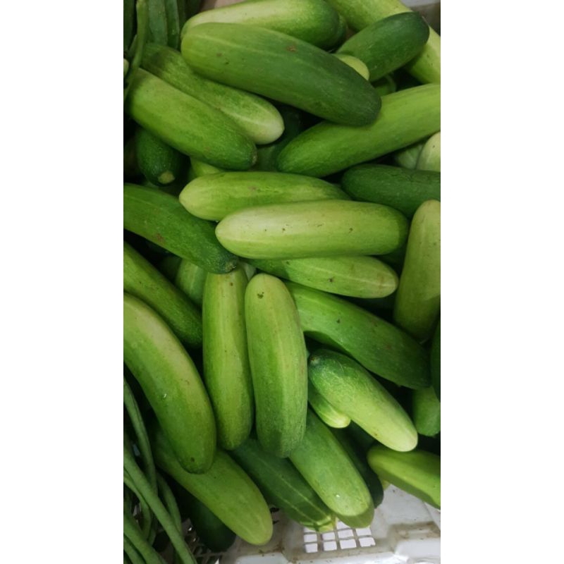 

Timun Segar Lokal (500g)