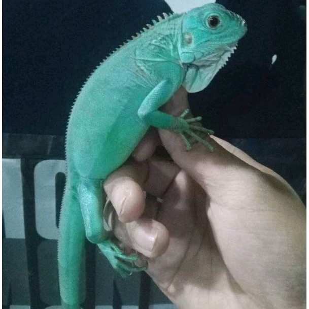 Baby Iguana Bandung