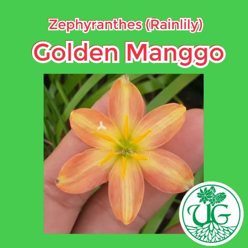 Umbi zephyranthes Golden Manggo ( zephyranthes / Rain lily )