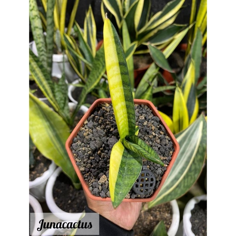 Sansevieria Marsha anjani Variegata (Half moon)