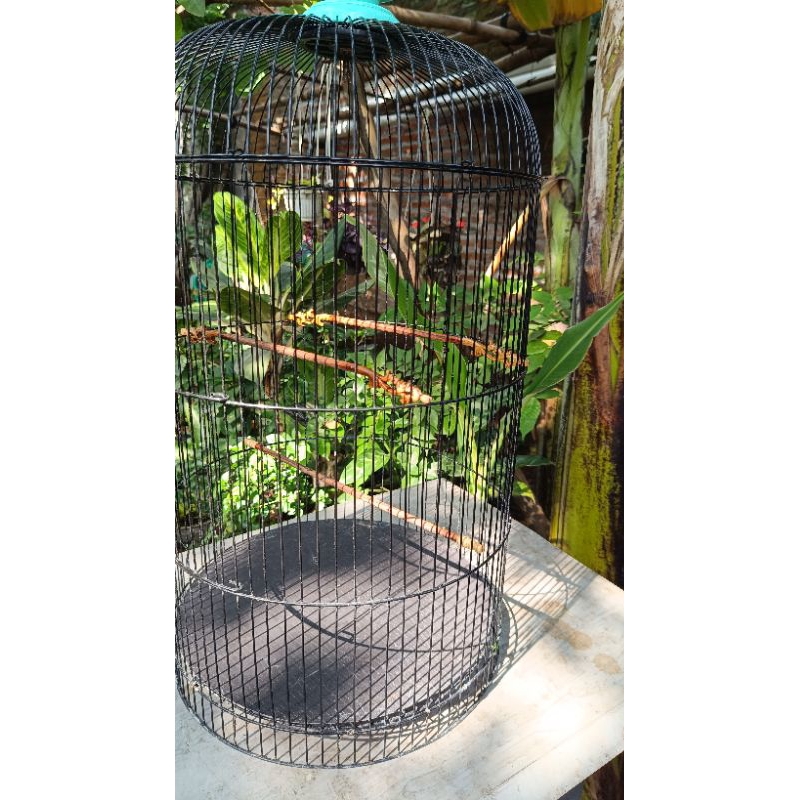 TANGKRINGAN SOGON, KONIN SONOKELING ISI 3