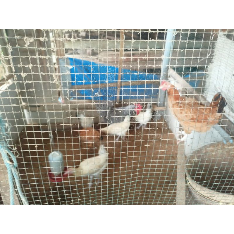 

Telur Fertil Baredrock x AKY