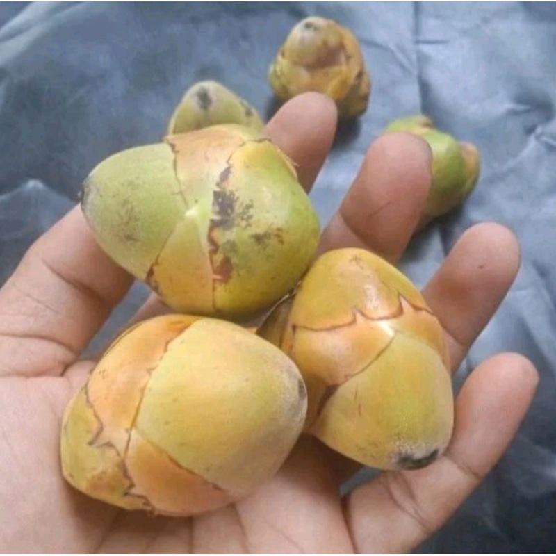 

belukuk kelapa/baruluk kelapa kecil obat herbal