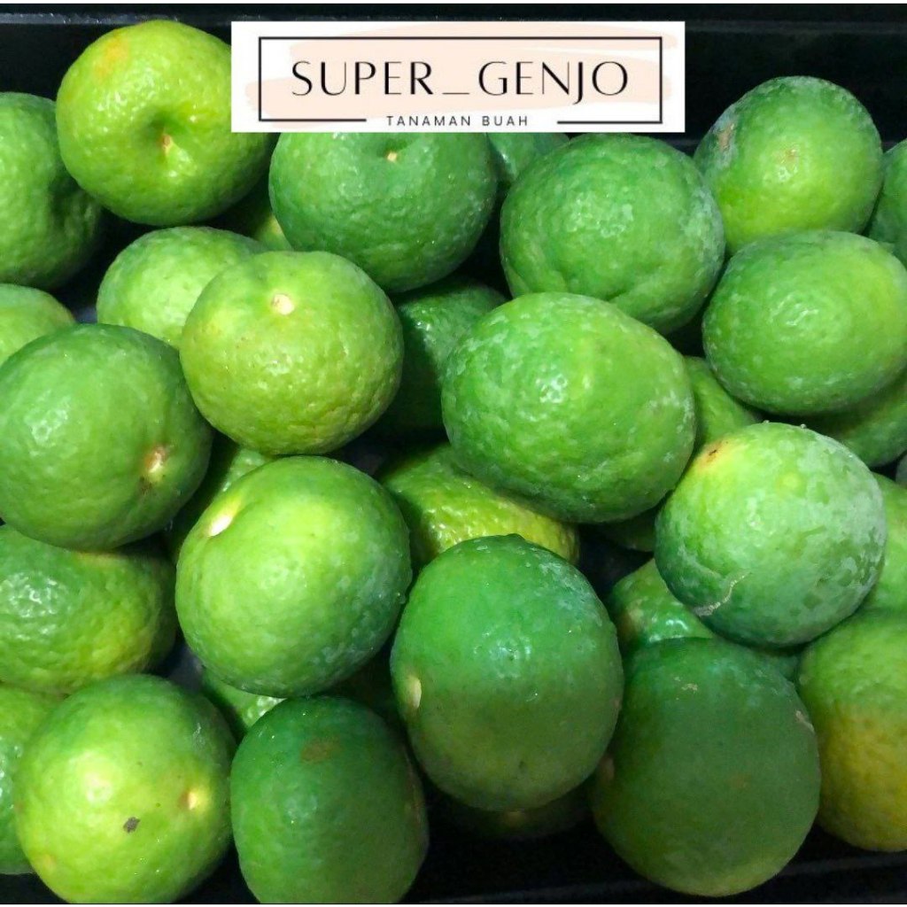 Bibit Pohon Jeruk Limau/Jeruk Pecel Berbuah Lebat