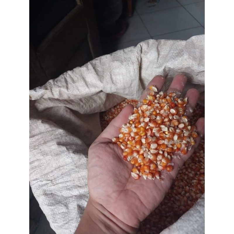 

jagung kecil