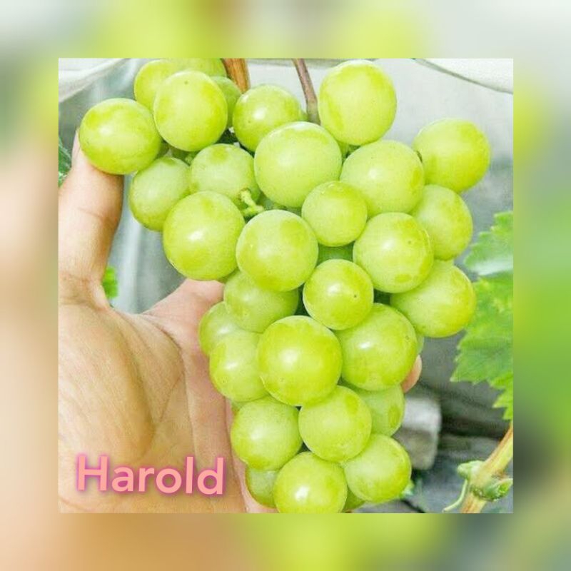 Bibit Anggur Import Harold Valid Bergaransi