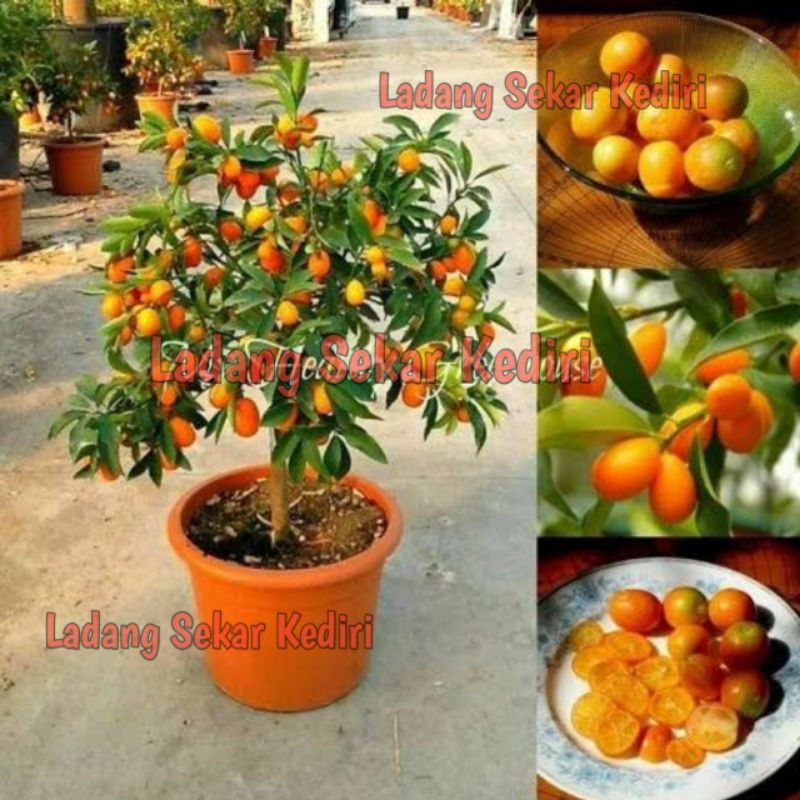 Tinggi 1,5 M Jeruk Nagami Sudah Berbuah Bisa Di Tanam Dalam Pot / Jeruk Bisa Di Makan Dengan Kulitny