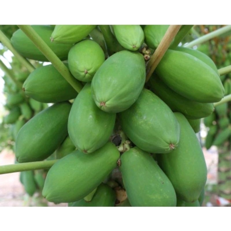 

Buah pepaya segar di petik langsung saat order masuk 1kg