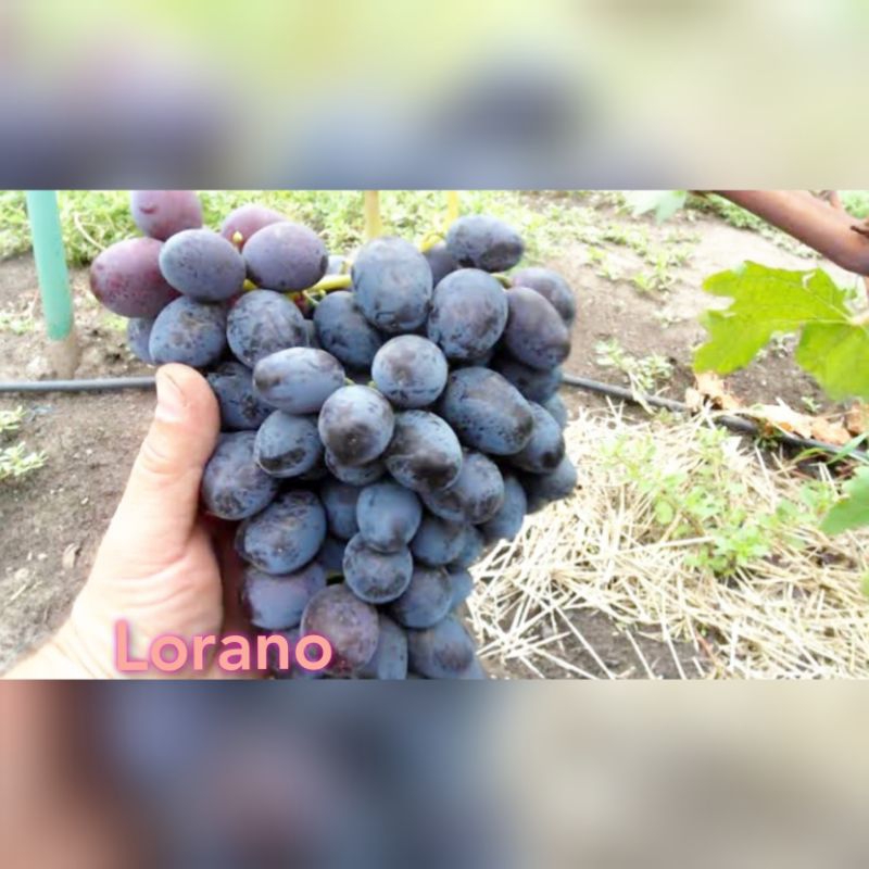 Bibit Anggur Import Lorano Valid Bergaransi
