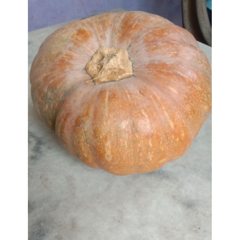 

buah labu manis Besar / Waluh Ketan pulen / labu kuning manis / sweet pumkin / waluh