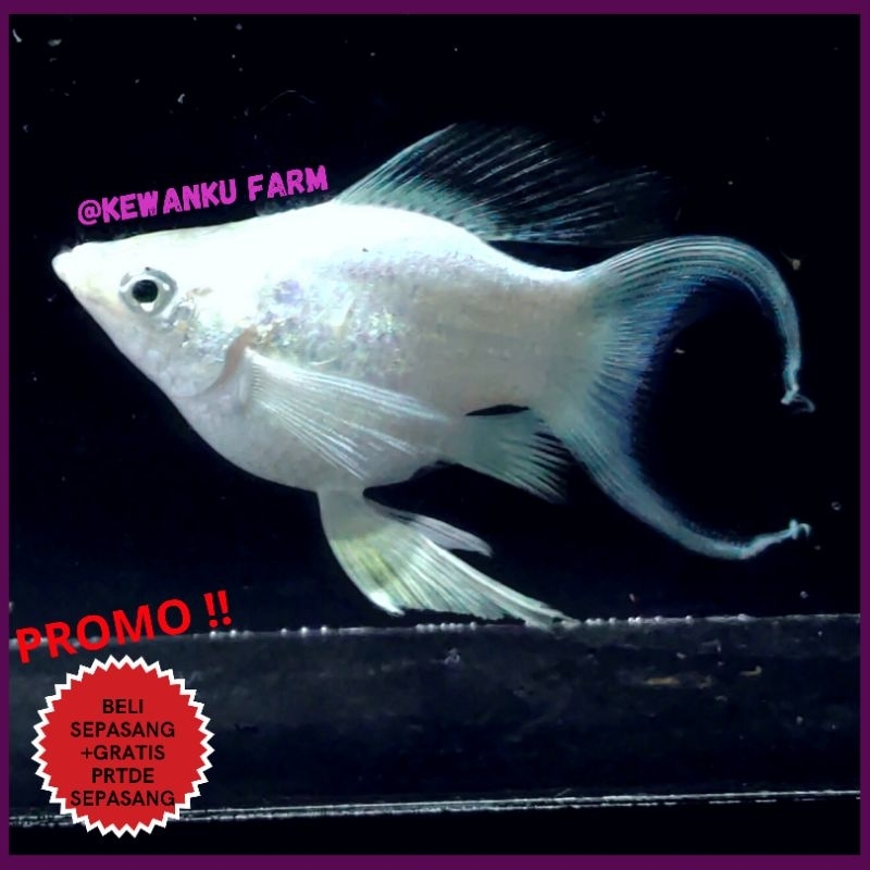 

Molly Platinum Balloon Lyretail Cawang Dumbo Ear Grade A Sepasang