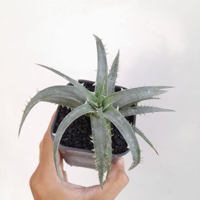 Dyckia mysterious