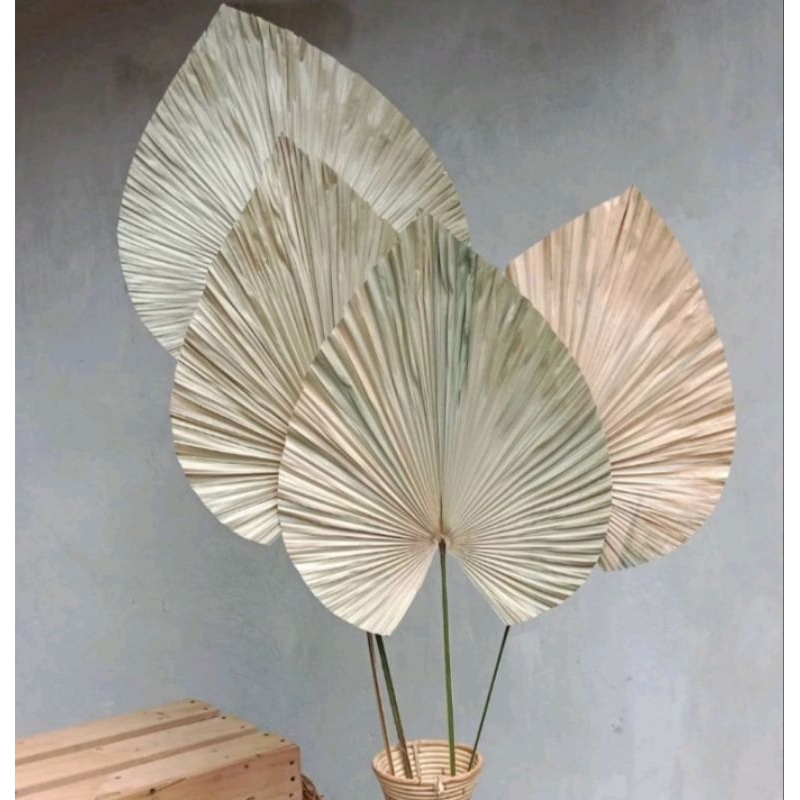 Daun palem kering jumbo / Bunga kering aesthetic