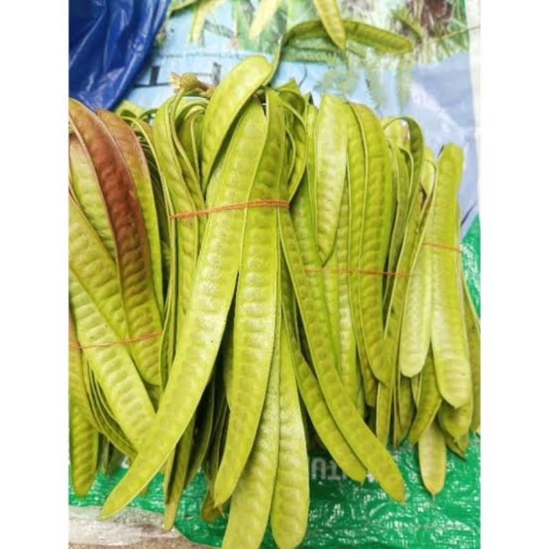 

Lamtoro / Petai Cina 1 ikat