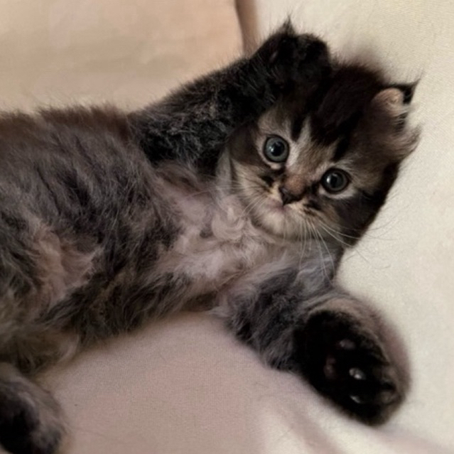 Anak Kucing Persia Maine Coon Mix Exotic Exotis Bulu Panjang