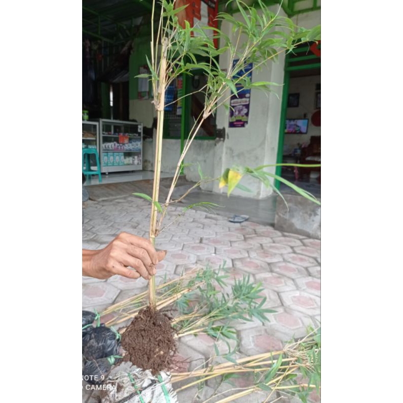 Bibiy Bambu Kuning Mini hias Ecer untuk hiasan pagar rumah dan bonsai
