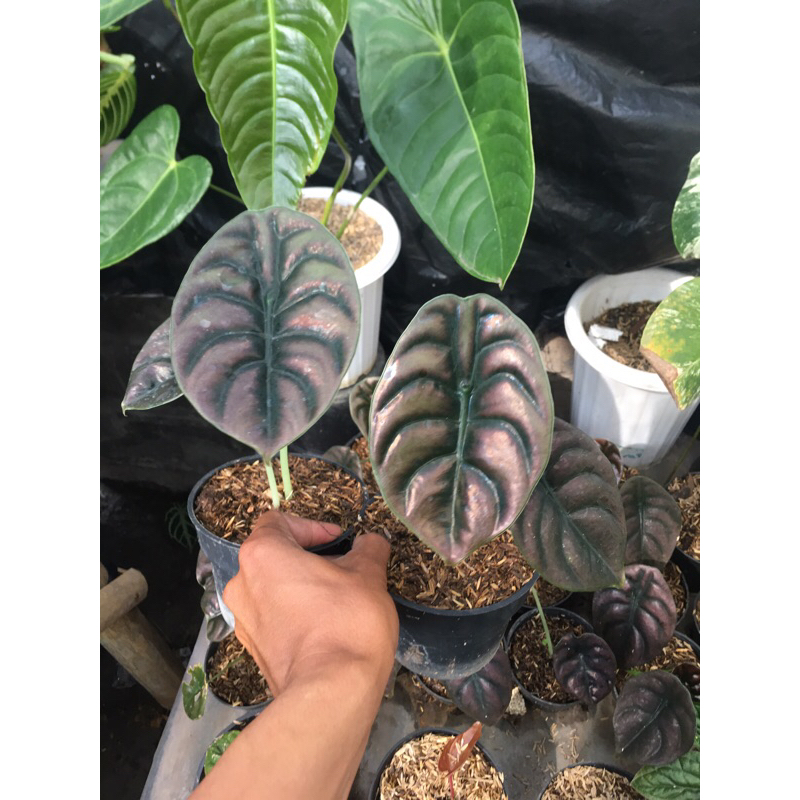 Alocasia cuprea keladi tengkorak