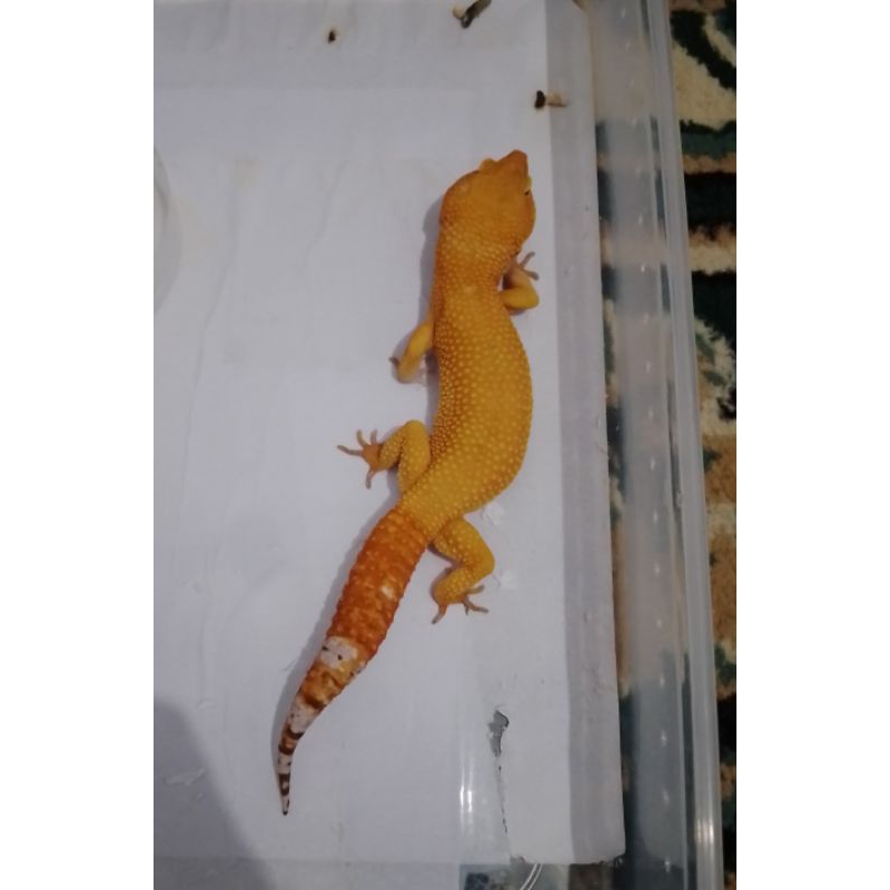 Leopard Gecko Giant