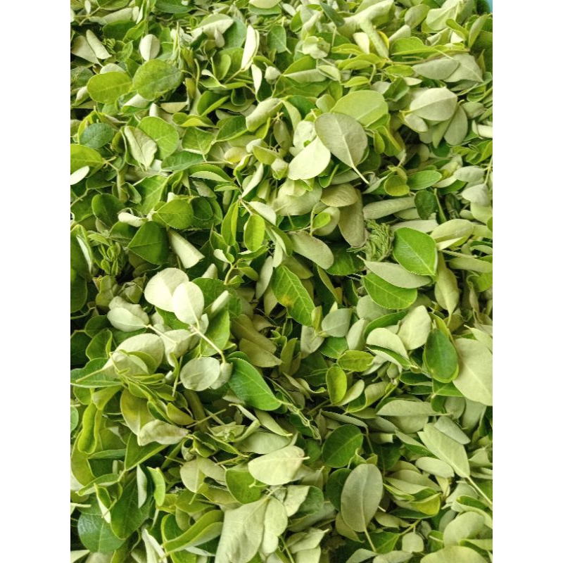 

Daun Kelor Segar 100 gram [ Tanpa Ranting ]