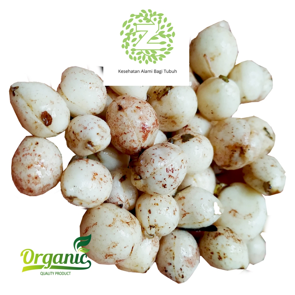 

Kacang Bogor Bersih dan Fresh