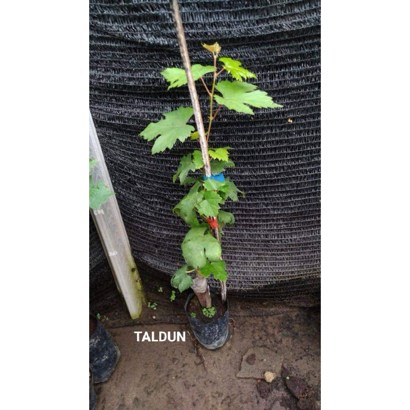 Bibit Anggur Impor Taldun