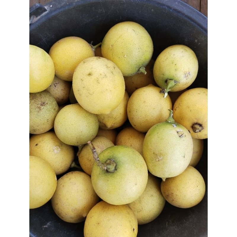 

jeruk lemon fresh dari petik kebun 1kg