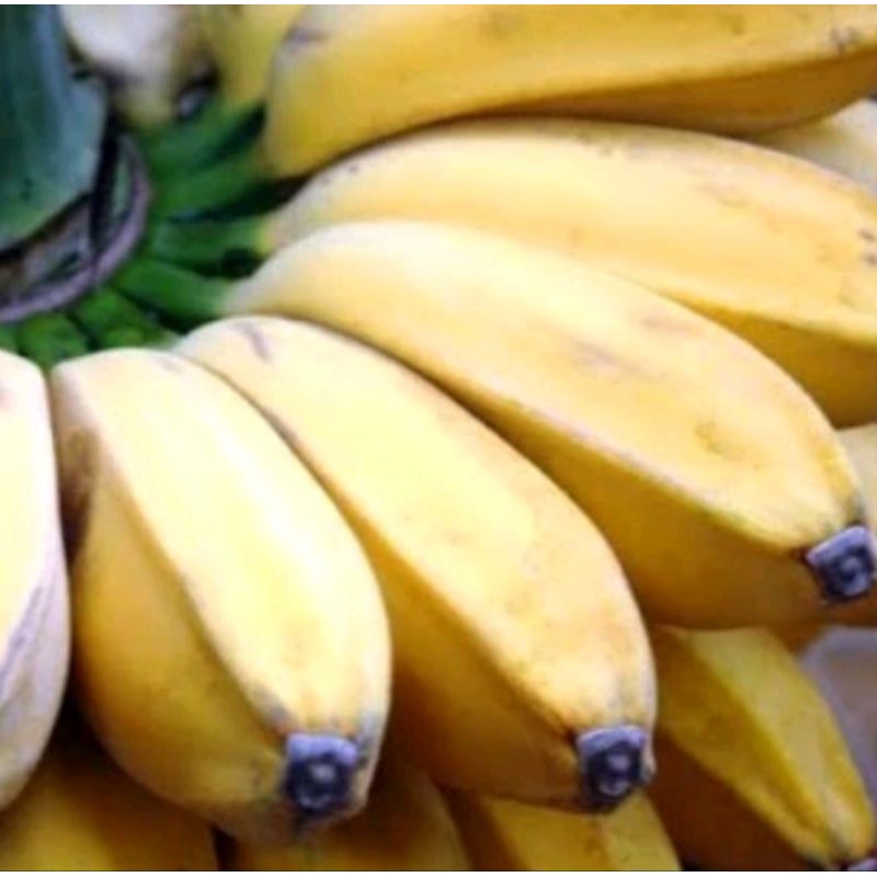

BIBIT PISANG KEPOK KUNING
