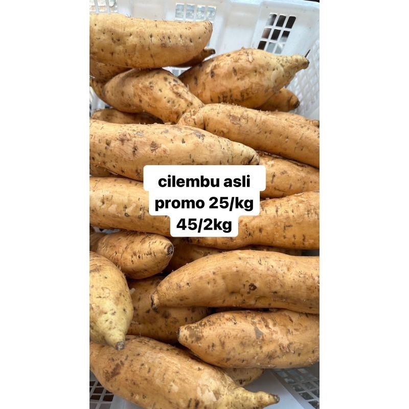 

ubi cilembu