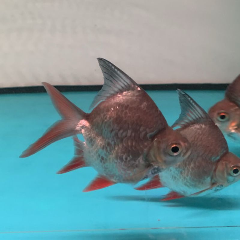 Kaviat SB size 6-7cm