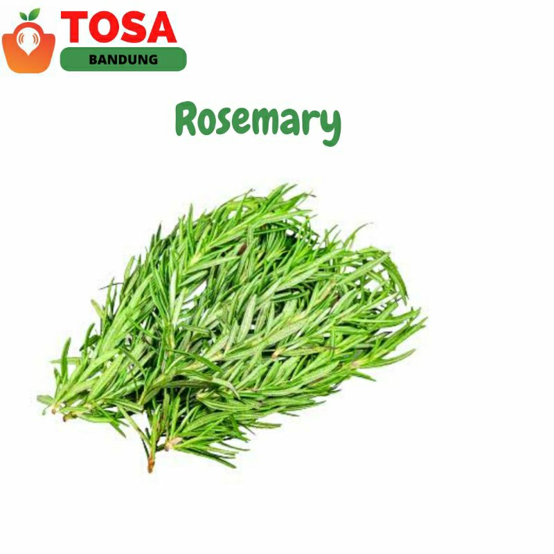 

risemary/daun rosemary fresh