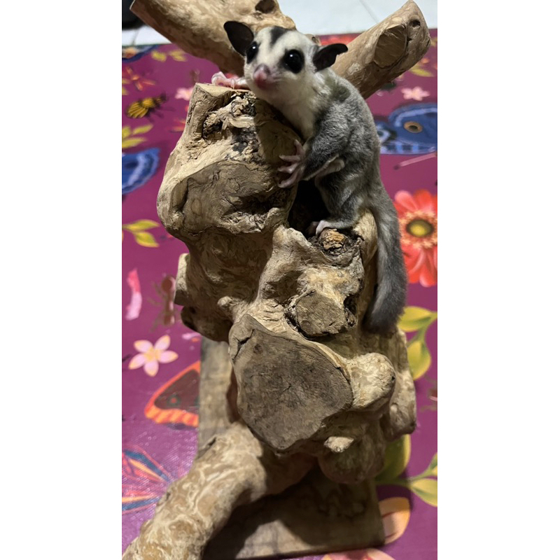 sugar glider wf het platinum gen obes