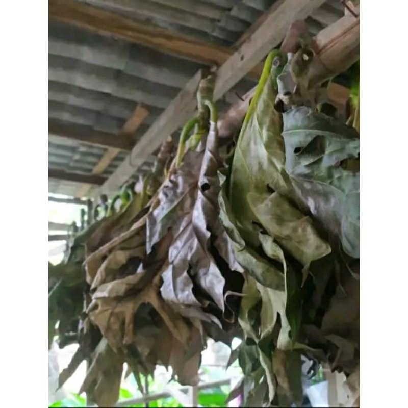 

Daun sukun kering daun sukun herbal teh