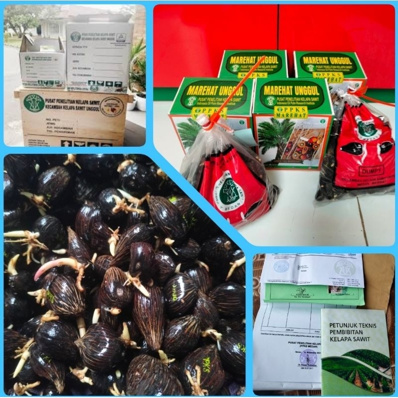 BIBIT KKS MAREHAT/BIBIT BENIH BIJI KECAMBAH SAWIT DXP PPKS MARIHAT DUMPY/ BIBIT SAWIT MAREHAT DUMPY