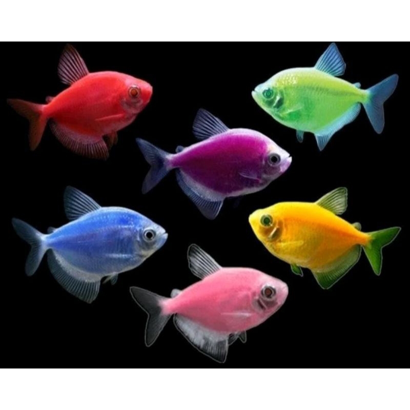 Ikan Hias Aquascape Glowfish Tetra Warna Warni / Hiasan Aquarium Aquascape