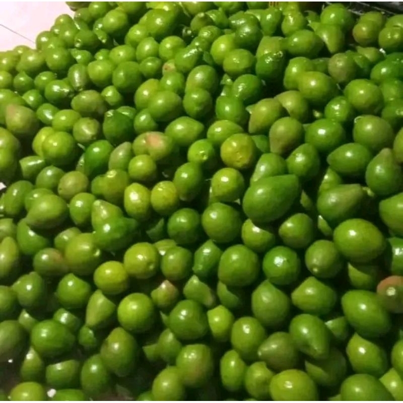 

TERMURAH Apukat Lokal, Aligator, Mertega