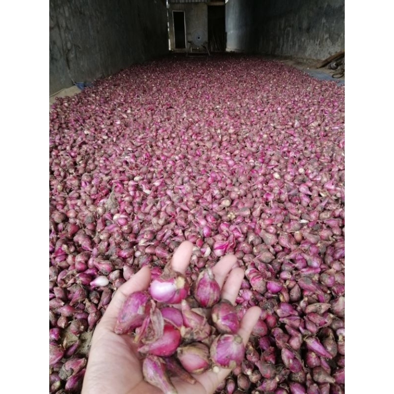 

Bawang Merah Brebes 1 Kg segar