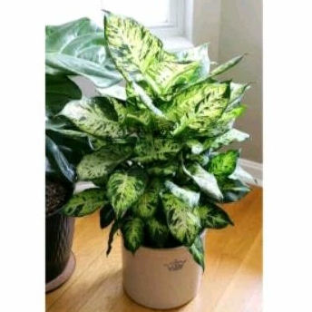 Tanaman Hias Aglonema Chiangmay/Diven Tisu Brazil/Divenbachia/Diven candi