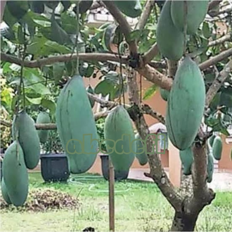 Bibit Mangga Mahatir Super Unggul Hasil Okulasi Batang Besar