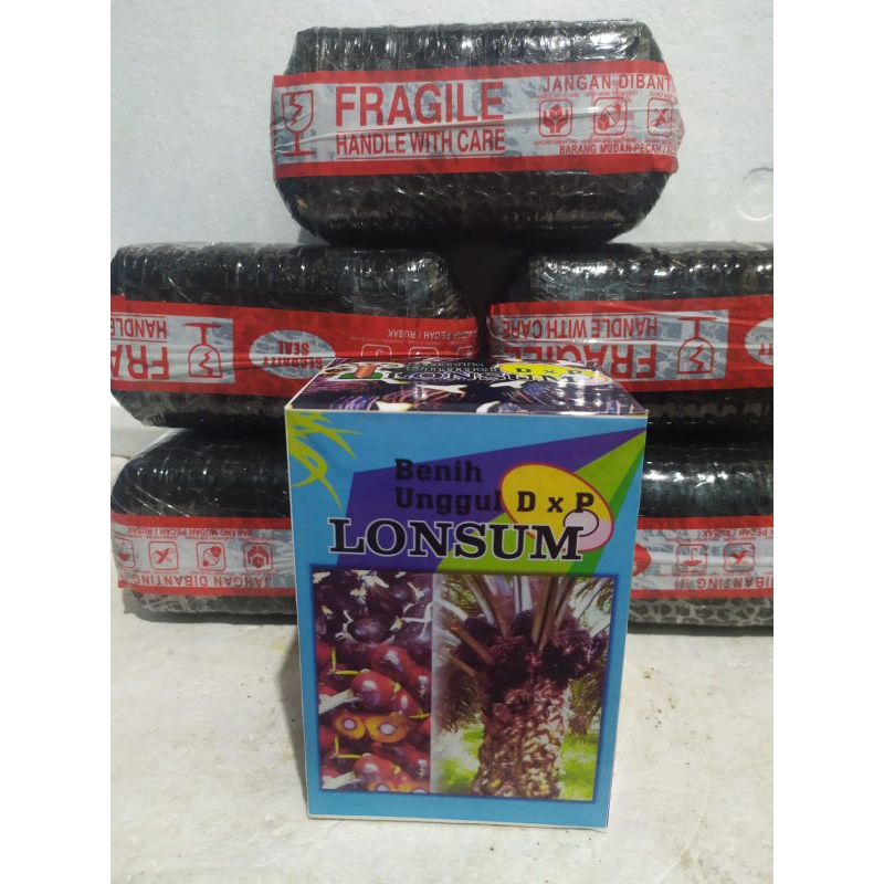 bibit kecambah kelapa sawit lonsum