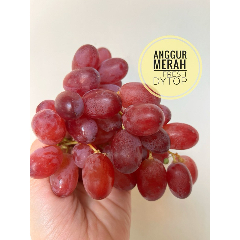 

Buah Anggur Merah Fresh Segar Manis Seedless