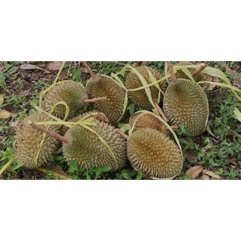 

Durian Lokal Banyuwangi 50rb Dapat 3biji
