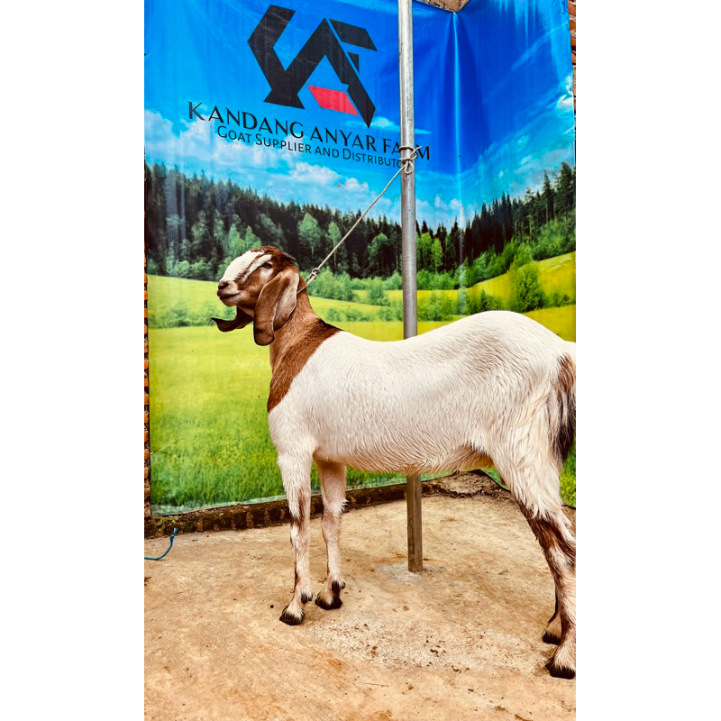 

Daging Kambing