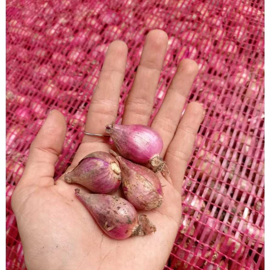 

DISKON 1KG Bawang Merah