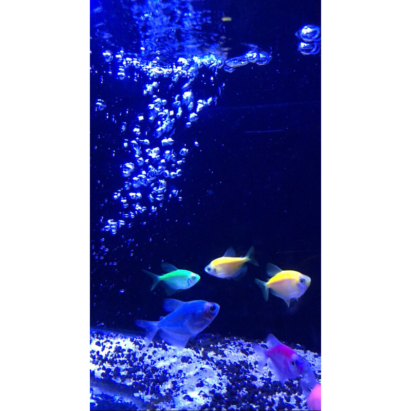 ikan glow fish / 10ekor