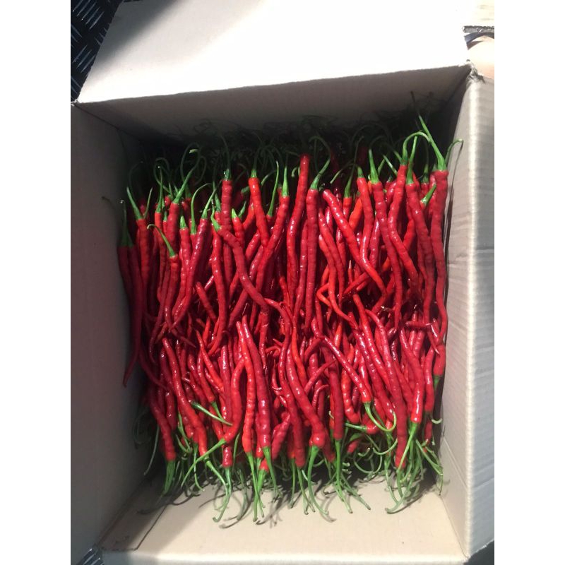 

Cabe merah keriting 200gram