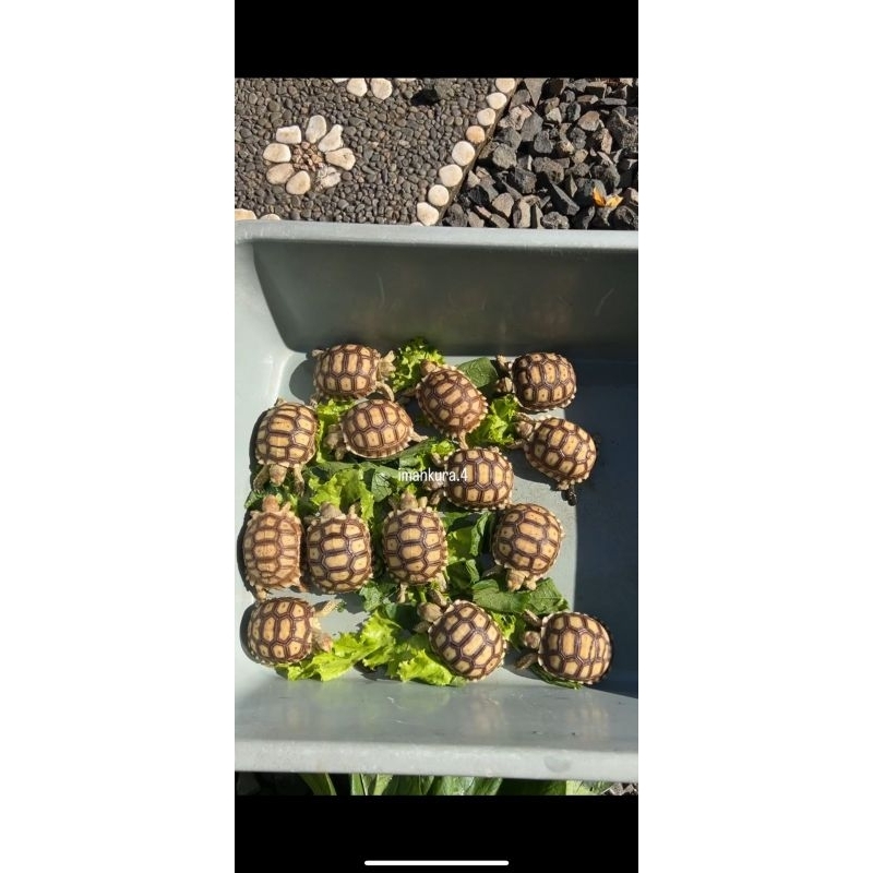 Makanan Sulcata 6-7cm Free Pelet 100gr + Free Kalsium 100gr