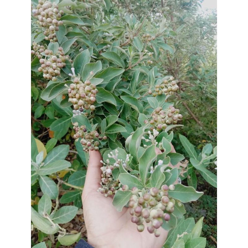 bibit stek gandasari/legundi paket 500btg bns 100btng