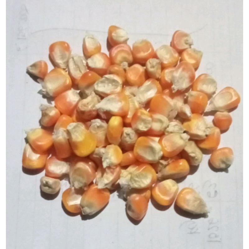 

5 KG JAGUNG PIPIL KERING UKURAN SEDANG